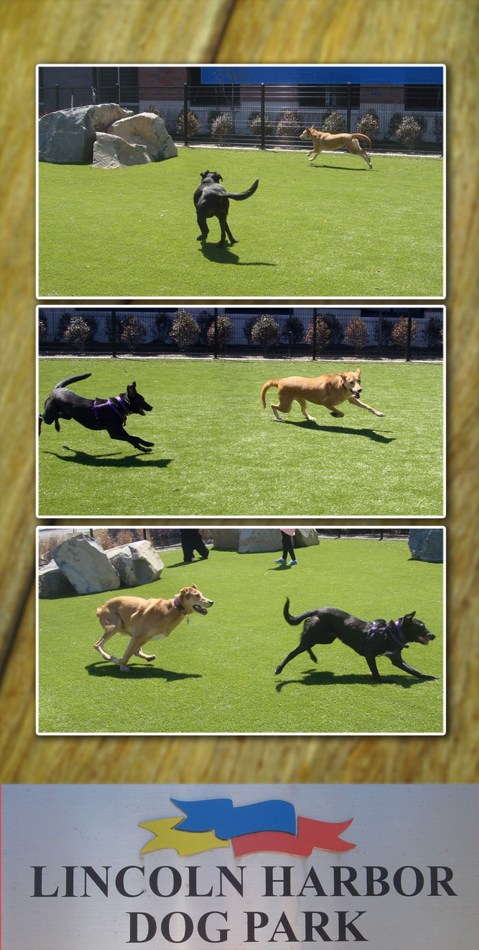 Lincoln Harbor Dog Park